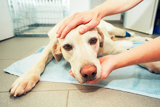 veterinarian Shreveport, LA