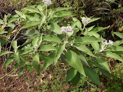 野煙樹