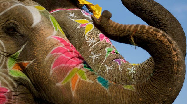 Festival del Elefante en Jaipur Paquidermo