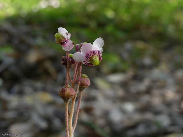 flower with a bit of character