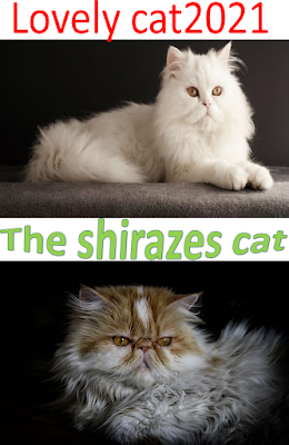 Two beautiful shirazi cats