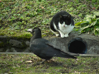 親子猫に絡むカラス 我が物顔で歩き回るカラス