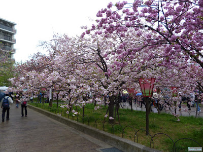 八重桜