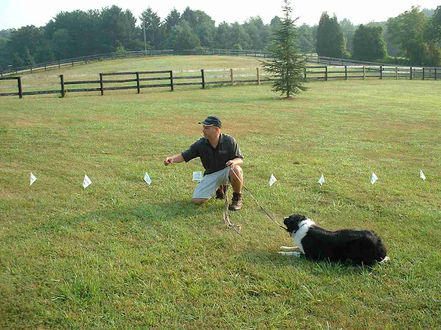 Dog Fences Invisible