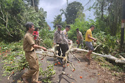 Kapolsek Toulimambot Pimpin  Pembersihan Pohon Tumbang