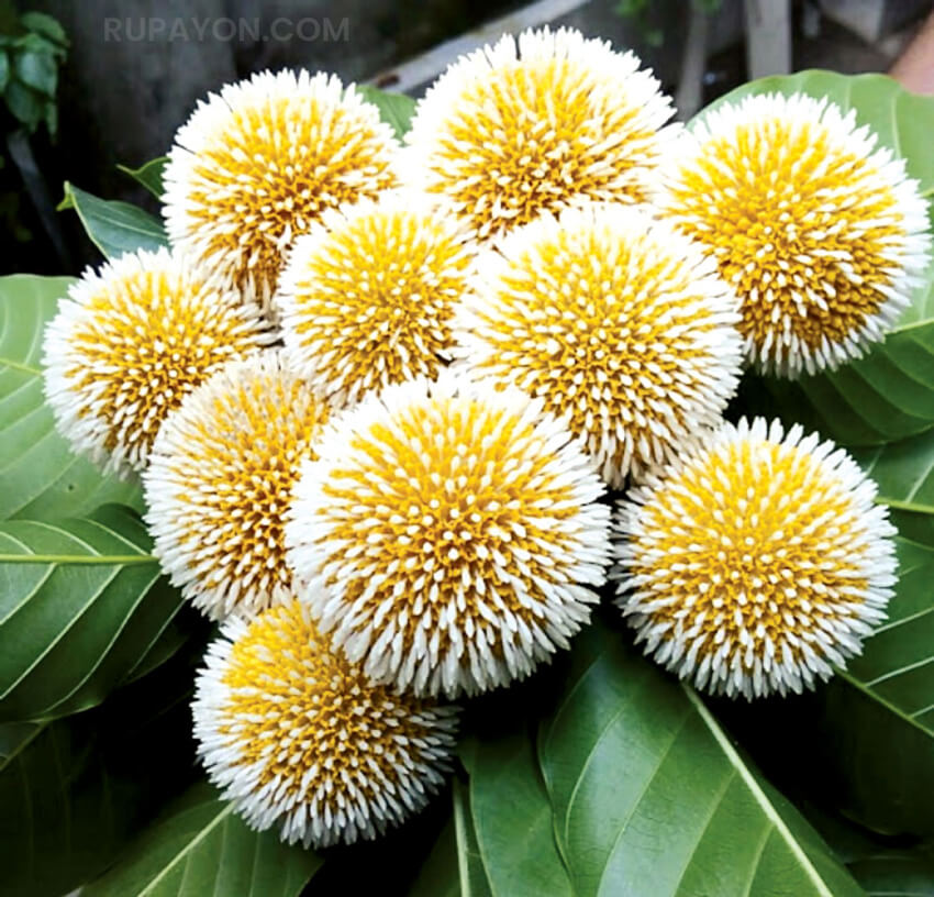 Best Flowers Pictures - Pictures of exotic flowers - NeotericIT.com