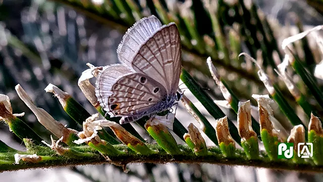 Cycad blue butterfly