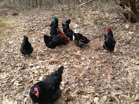 free range chickens