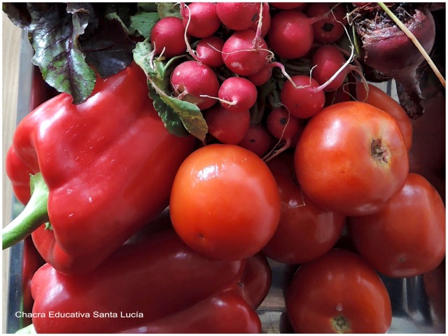 Tonalidades: Morrón rojo, tomates, rabanitos y remolachas - Chacra Educativa Santa Lucía