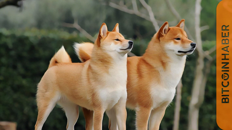 Shiba Inu Fiyatında Son Durum: SHIB Neden İlgi Çekti?