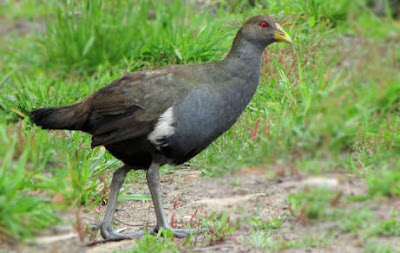 Tasmanian Native-hen