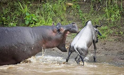 The moment a hangari hippo took a bite at a stricken wildebeest Seen On www.coolpicturegallery.net