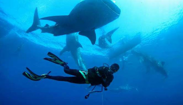 SCUBA DIVING TERBAIK DI INDONESIA