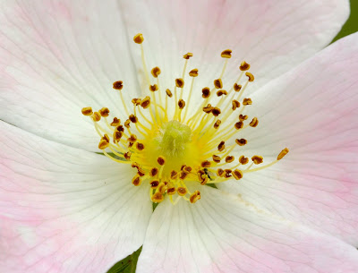 Dog Rose (Rosa canina)