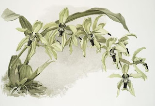 Coelogyne Pandurata, Coelogyne speciosa, Orchid Coelogyne celebensis, Sang Diva, Si Kupu-Kupu Rawa, Vanda limbata, Vanda metusalae, Vanda insignis, Vanda celebica, Anggrek cantik, langka, Tanaman Indah