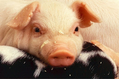 interesting facts about pigs