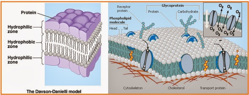 HIDROFILIK - HIDROFOBIK MEMBRAN SEL  Materi Biologi