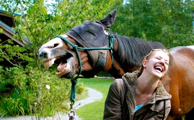 funny laughing horse, funny animal pictures of the week