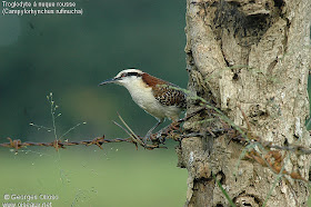 ratona de nuca rufa Campylorhynchus rufinucha