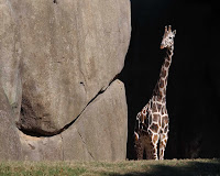 Giraffe in hiding image