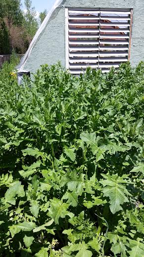 greenhouse, weeds, work hard, play hard, http://bec4-beyondthepicketfence.blogspot.com/2016/05/work-hard-play-hard.html