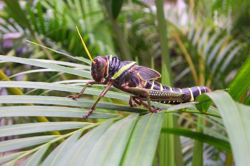 Los insectos también son susceptibles a la humedad elevada debido al cambio climático