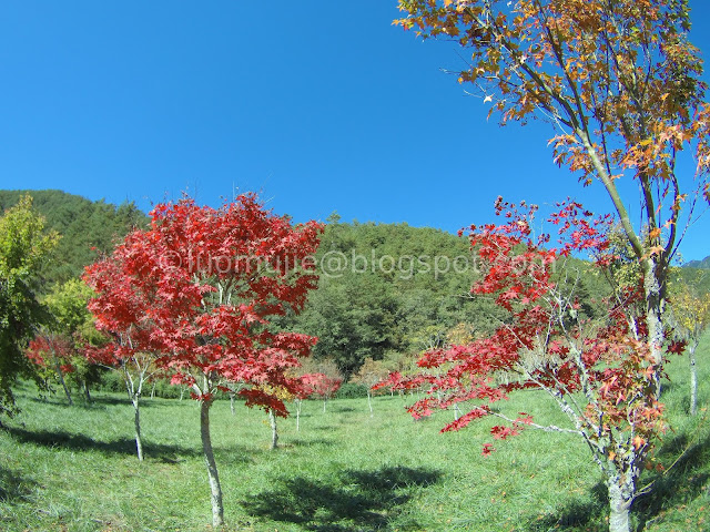 Wuling Farm maple autumn foliage