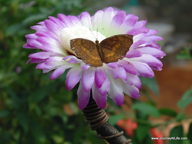 Bangalore National Butterfly Park 