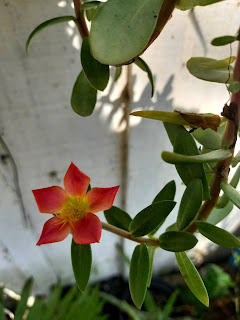 Blüte von orangefarbenem Portulakröschen