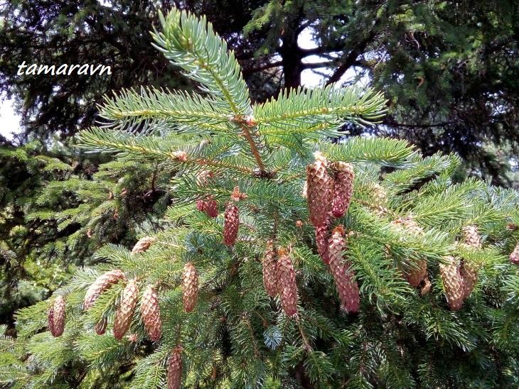 Ель аянская / Ель иезская (Picea ajanensis, =Picea jezoensis)