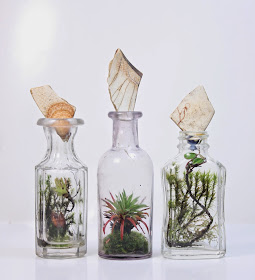 terrarium-sise-dekor-botanik
