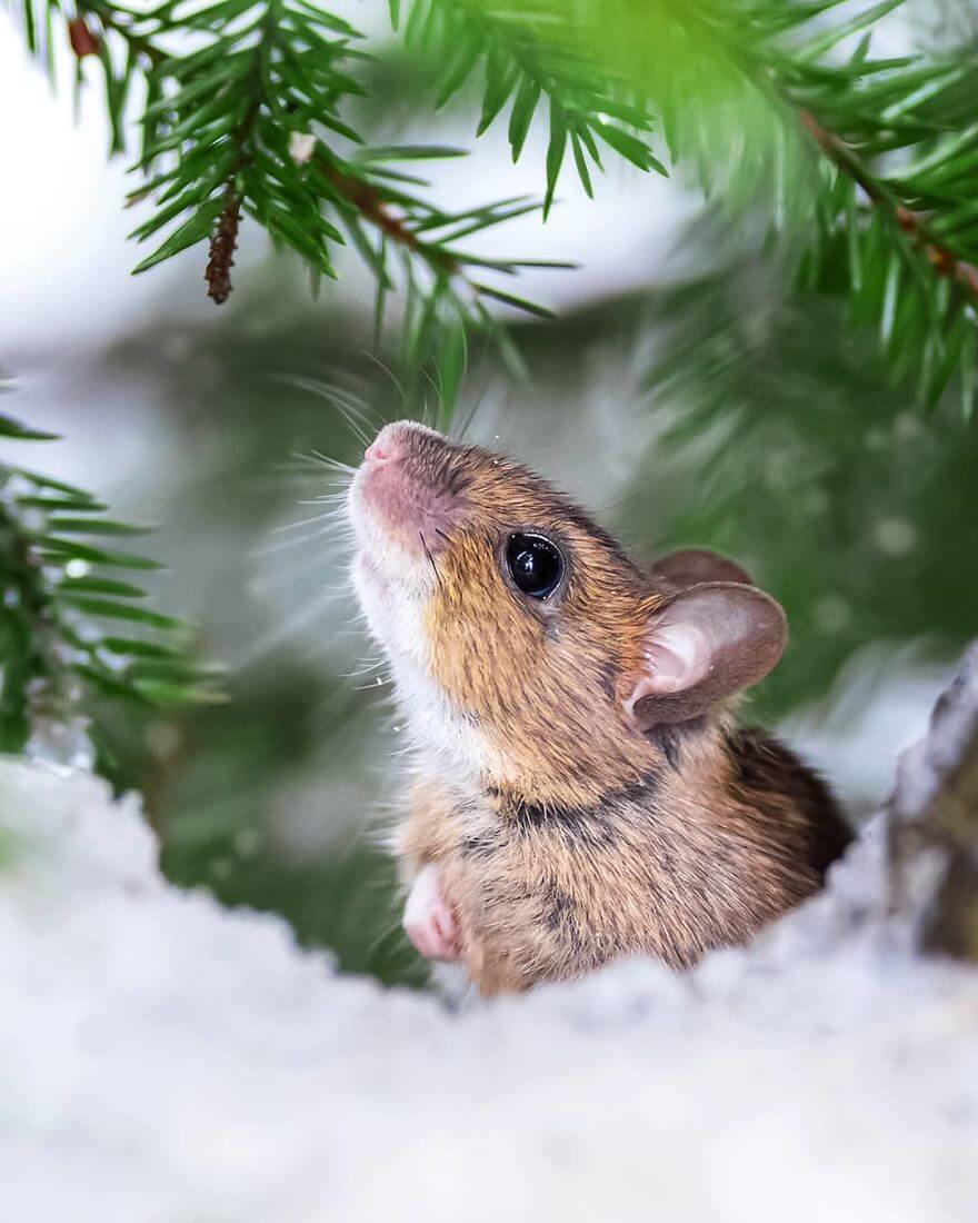 Finnish Photographer Shows The Beauty Of Fairy Forests In Finland