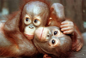 orangutan pic