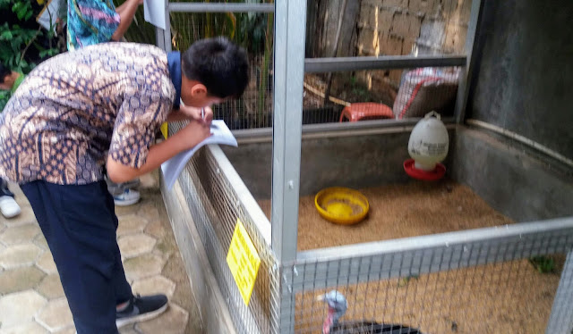 kandang kalkun sistem postal di mini zoo semut