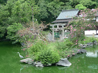 厳島神社でカワセミ（翡翠）ならず、アオサギが魚を狙っていた！