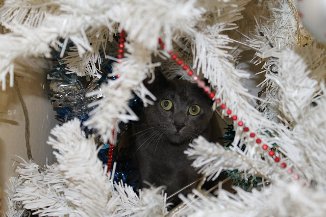 Colònia de gats a l'arbre de Nadal de la plaça de les Neus de Vilanova i la Geltrú