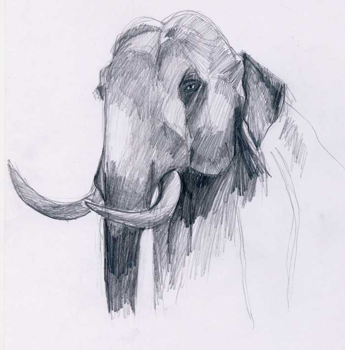 Menggambar Gajah  Belajar Menggambar