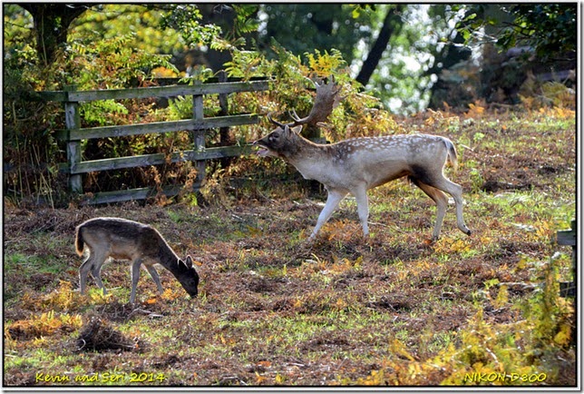 Bradgate Park - Autumnal scenes