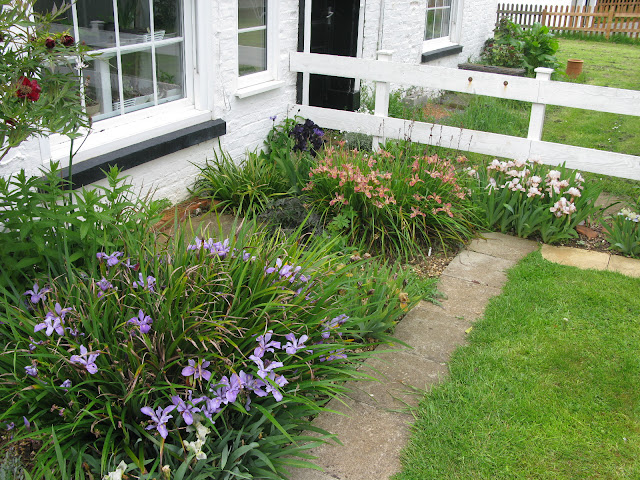 Pacific Coast Iris in the garden