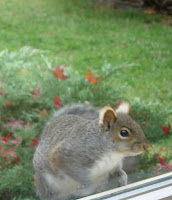 Squirrel at window