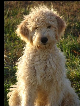 red goldendoodle puppies for sale. MINIATURE GOLDENDOODLE PUPPIES