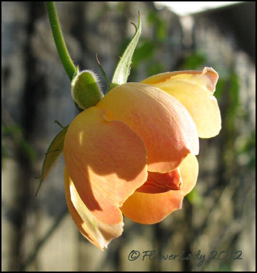 01-22-phyllis-bide2