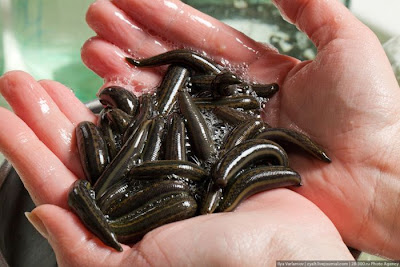 Russian Leeches Production