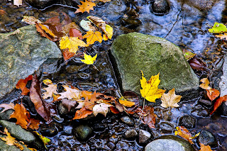 Reflection with Leaves