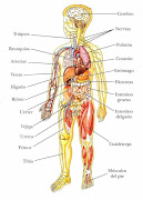 El cuerpo humano es la estructura fisica y material del ser humano