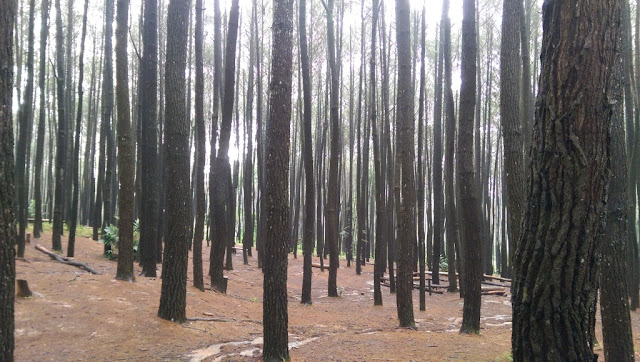 Hutan Pinus Imogiri Yogyakarta