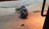 Morador de rua dorme do lado de fora de abrigo de animais na esperança de encontrar seu cachorro perdido