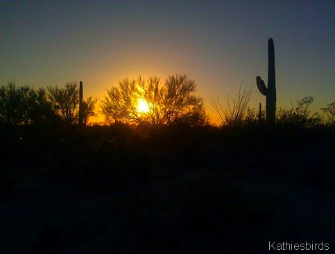 6. Saguaro NP silhouettes