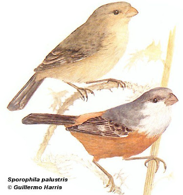 aves en extincion de Argentina Capuchino pecho blanco Sporophila palustris