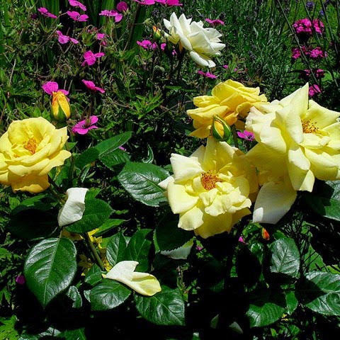 arthur bell rose